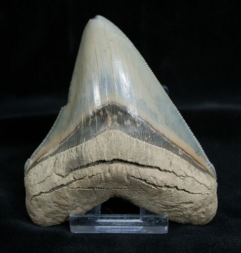 Carcharocles Chubutensis Transitional Tooth #1367